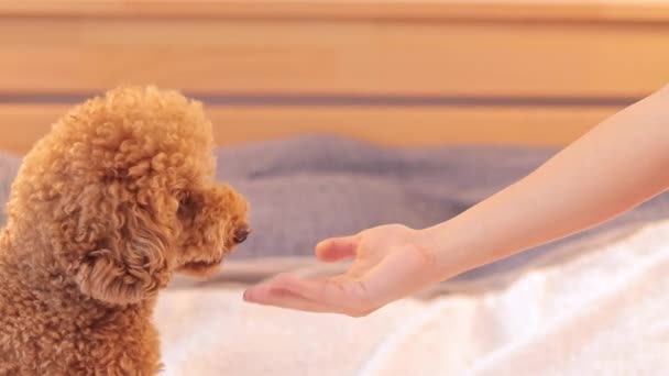 El perro doméstico come golosinas. Cachorro con pelo castaño rizado. Caniche maltés en el dormitorio. Maltipoo - Metraje, vídeo