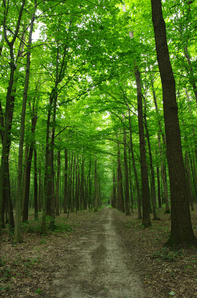  Лес - Фото, изображение