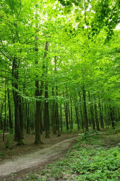  forest - Foto, Imagen