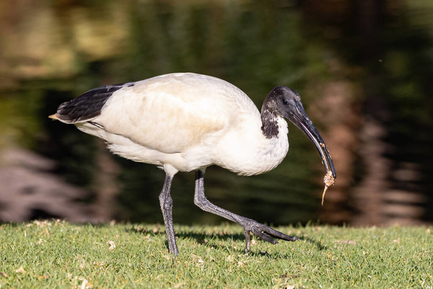 Australian White ibis ruoan kanssa nokassa - Valokuva, kuva