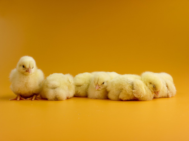 Little chicks - Fotografie, Obrázek