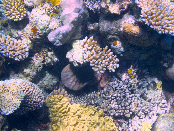 Koral w Wielkiej rafie bariery w Australii - Zdjęcie, obraz