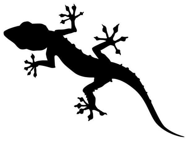Gecko - Vektor, Bild