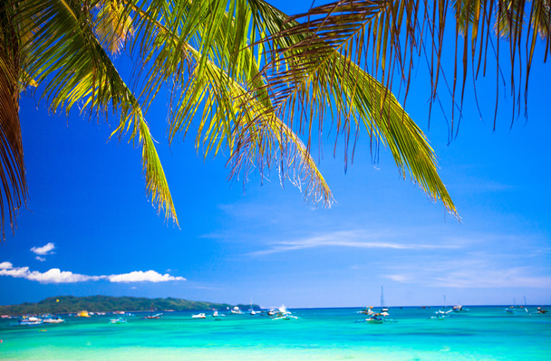 Тропический пляж с красивыми пальмами и белым песком
 - Фото, изображение