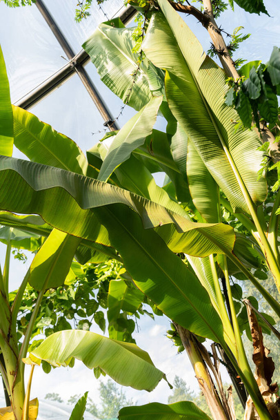 Zürich, Sveitsi, 14. heinäkuuta 2023 Musa X Acuminata tai Thai Banane puu kasvitieteellinen puutarha - Valokuva, kuva
