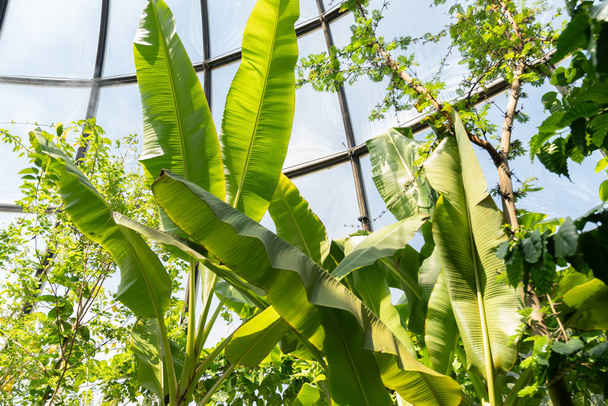 Zürich, Sveitsi, 14. heinäkuuta 2023 Musa X Acuminata tai Thai Banane puu kasvitieteellinen puutarha - Valokuva, kuva