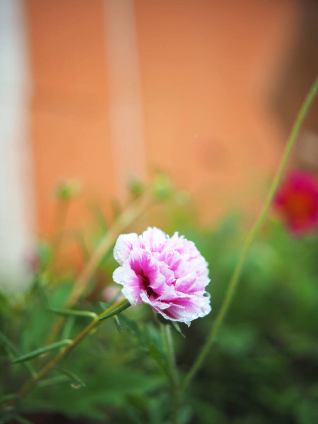 квітка маленька в саду після дощової свіжості  - Фото, зображення