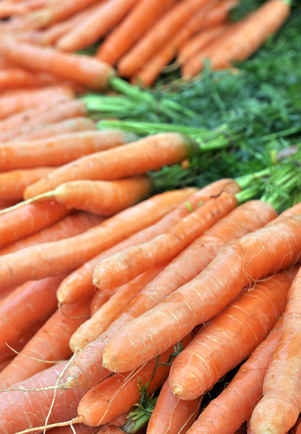Frash Carrots - Photo, Image