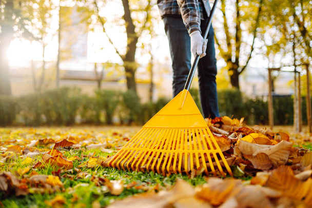 Cleaning up autumn fallen leaves. A pile of fallen leaves is collected with a rake on the lawn in the park. Seasonal gardening. Concept of volunteering. - Φωτογραφία, εικόνα