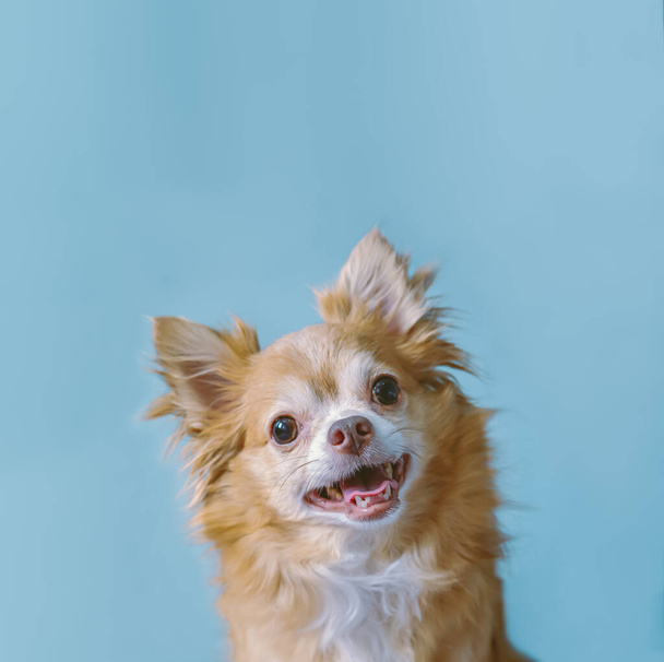 Vierkant Portret van schattig pluizig bruin van chihuahua kijken vooruit en glimlachen terwijl zitten op pastel effen lichtblauwe achtergrond. Vierkant met kopieerruimte. Banner, Mockup, sjabloon voor uw tekst - Foto, afbeelding