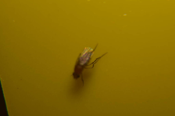 Закрыть плодовую муху на ловушку желтой мухи - Фото, изображение
