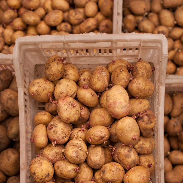 graines de pommes de terre
 - Photo, image