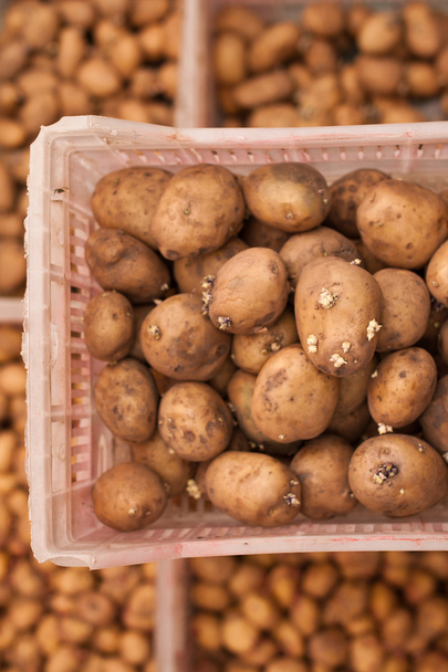σπόροι της πατάτας - Φωτογραφία, εικόνα