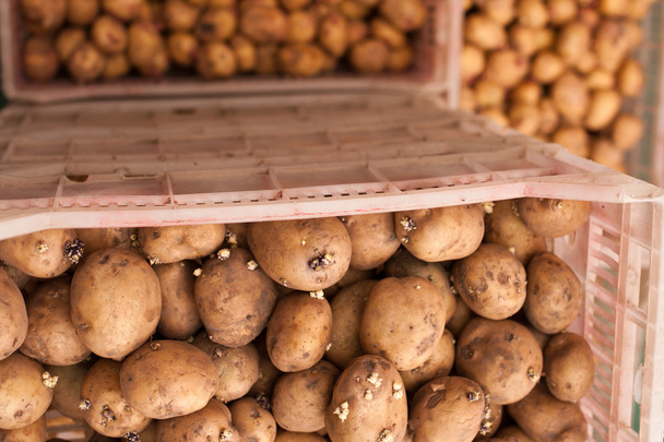 semena brambor - Fotografie, Obrázek