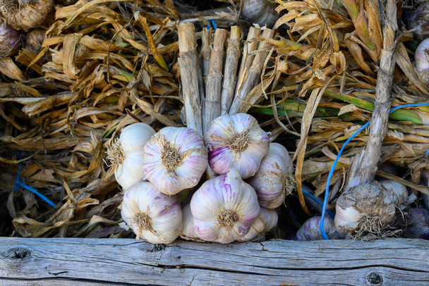 Nieuwe oogst van verse biologische aromatische violette knoflook in Piolenc, Vaucluse, Provence, Frankrijk - Foto, afbeelding