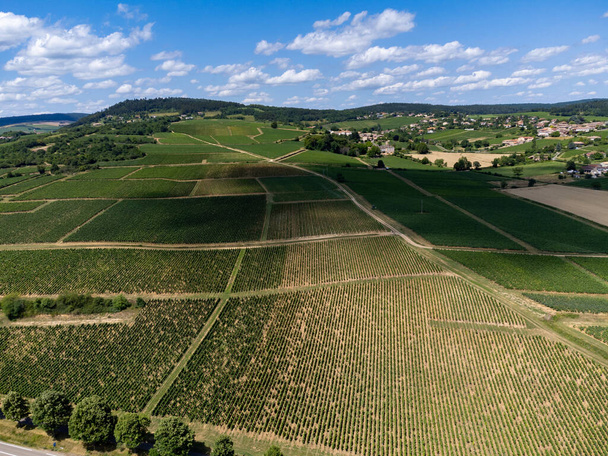 Maconnaise 'in yeşil üzüm bağları. Fransa' nın Macon kenti yakınlarındaki Burgundy 'de şarap üretimi. - Fotoğraf, Görsel