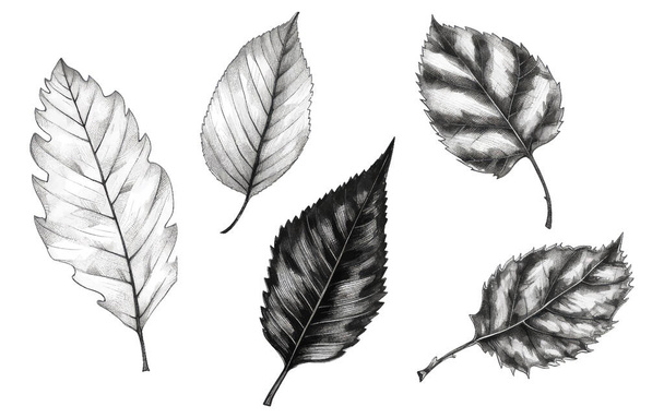 Набор векторной иллюстрации Осенний лист элементов раскраски книги на черно-белые цвета изолированы на белом фоне . - Вектор,изображение