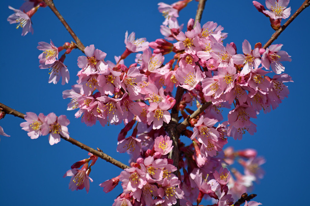 belas flores de cereja rosa
 - Foto, Imagem