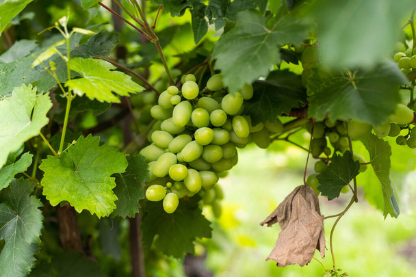 естественный вид виноградника с виноградом в природе. - Фото, изображение