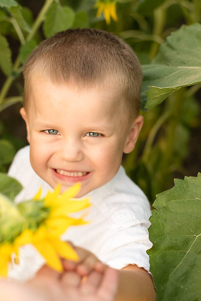 Garçon au tournesol. Portrait d'un petit enfant heureux et beau, en chemise blanche, 4 ans, en été dans un champ de tournesols jaunes. Gros plan. Concept d'enfance. Le symbole de l'Ukraine. Paisible - Photo, image