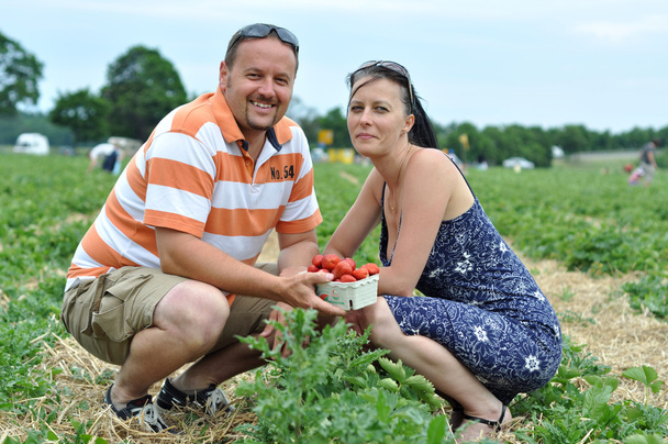 Young couple picking strawberry - Photo, Image