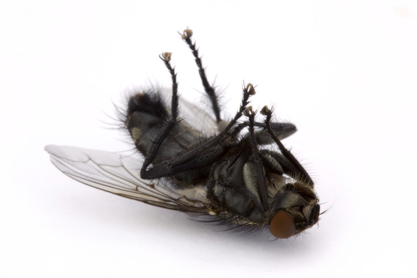 Beyaz üzerinde ölü sinek - Fotoğraf, Görsel