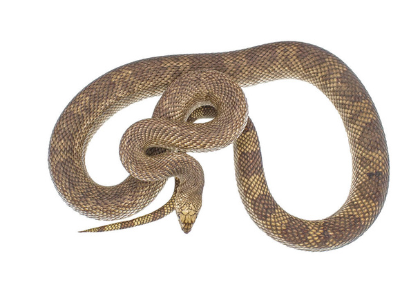 Дика Флорида Сосна Змія Pituophis melanoleucus cupitus ізольовані на білому тлі верхній дорсальний вид, що показує масштабний деталь коричневого кольору засмаги з легким червоним помаранчевим хвостовим плямою - Фото, зображення