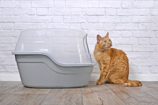 Забавный рыжий кот, выглядящий любопытно рядом с закрытой коробкой для мусора. - Фото, изображение