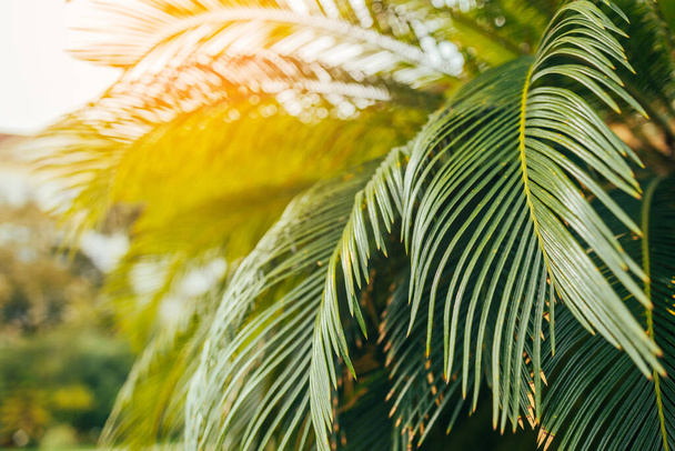 Копіювати простір розмитого зеленого пальмового листя дерева з фоном абстрактної текстури боке сонячної ліги. Екологія та концепція навколишнього середовища. Високоякісна фотографія - Фото, зображення