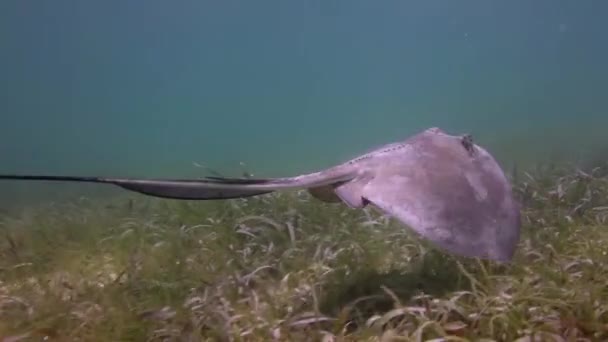 ein Mantarochen gefilmt unter Wasser in der mexikanischen Karibik - Filmmaterial, Video