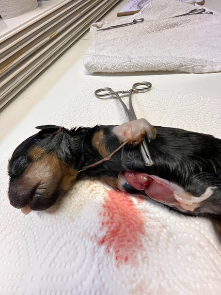 cachorro malformado recién nacido rottweiler en el veterinario - Foto, imagen