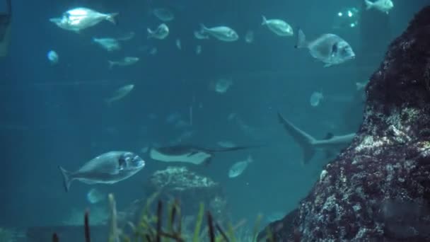Stingradi, squali e pesci nuotano nelle vicinanze. Il concetto di unità della natura e dell'ecosistema comune. Piccola profondità di campo. Filmati 4k di alta qualità - Filmati, video