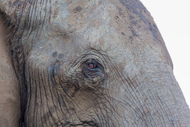 Elefant im Chobe Nationalpark, Botswana - Foto, Bild