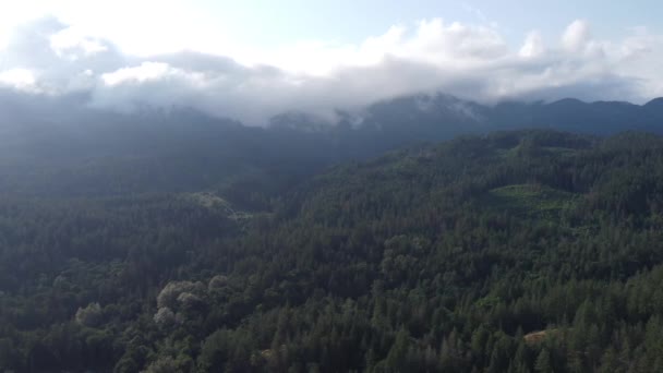 Paysages verts ensoleillés : perspectives aériennes de la forêt et des collines de la Colombie-Britannique - Séquence, vidéo