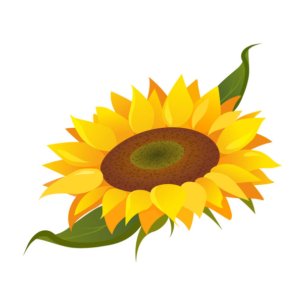 Zonnebloem illustratie geïsoleerd op witte achtergrond - Vector, afbeelding