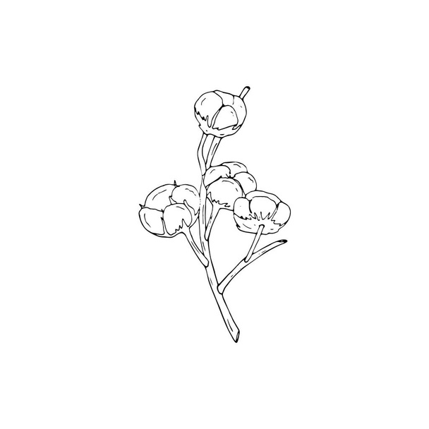 Ilustración de rama de algodón dibujado a mano, ilustración vectorial aislada - Vector, imagen