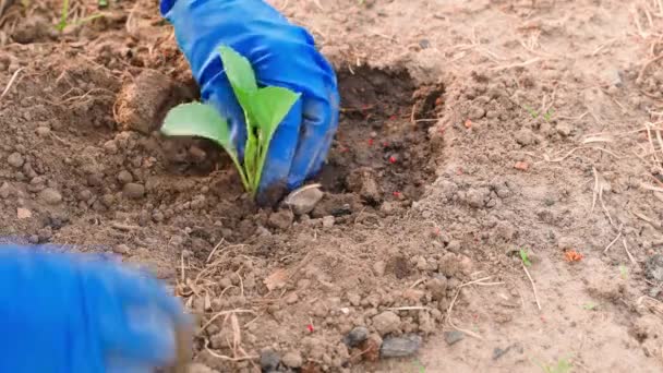Ostrożne sadzenie sadzonek białej kapusty w glebie ogrodu. Kobiecy ręka w błękitny gumowy plomba zajmuję się ogródek warzywny zbliżenie. Wysokiej jakości materiał 4k - Materiał filmowy, wideo