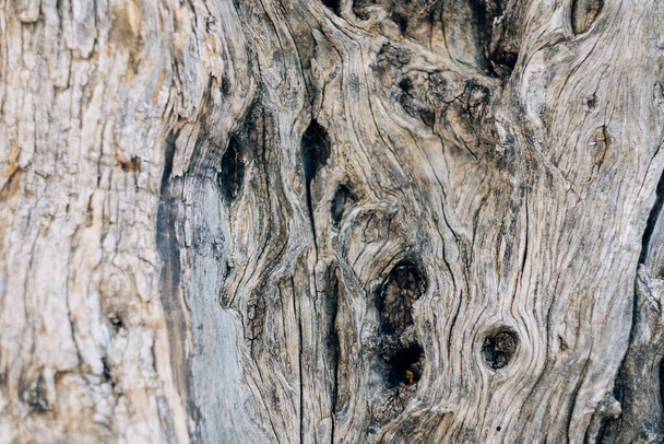 Sfondo corteccia d'oliva. Texture di un tronco d'albero. Sfondo naturale astratto. - Foto, immagini