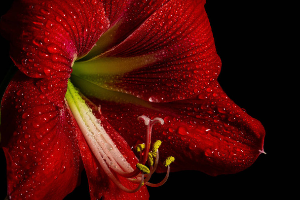 Ζωντανό κόκκινο λουλούδι amaryllis σε μαύρο φόντο, αναδεικνύοντας λεπτή ομορφιά στη φύση. - Φωτογραφία, εικόνα
