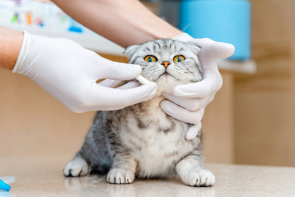 Tierarzt gibt Medikament für Tier.Eine weiße Tablette wird einer Katze grau Scottish Fold cat.The Konzept der Einnahme von Medikamenten für Tiere, Anthelmintics, Tiermedizin gegeben. - Foto, Bild