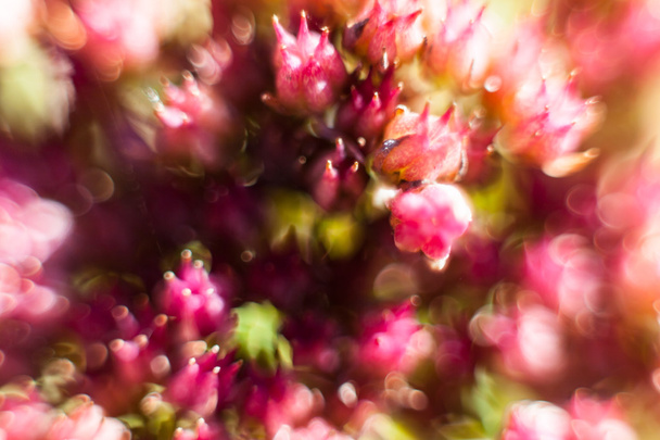 Astratto sfondo floreale. fiori realizzati con filtri colore
 - Foto, immagini