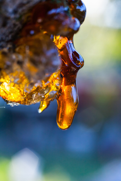stevige amber hars druppels op een kersenboom kofferbak. - Foto, afbeelding