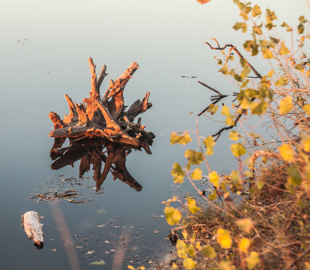 Göl su ve ağaç kütükleri - Fotoğraf, Görsel