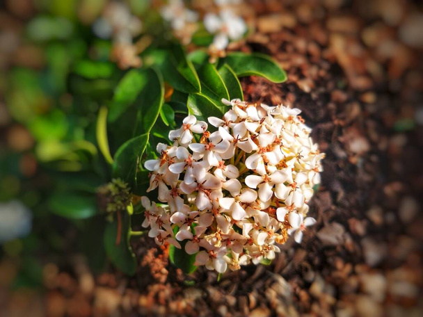 Focus selettivo del fiore di Ixora coccinea. Famiglia Rubiaceae. Sfondo sfocato - Foto, immagini