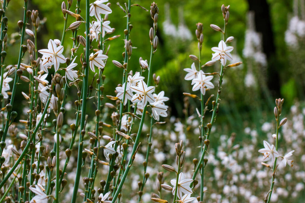 Асфодель-Рамос білі маленькі квіти в повному розквіті, що ростуть у дикому весняному ботанічному саду. Елегантні рослини цвітуть на зеленому тлі. Звичайна квітка-голова асфальту. Шпалери тропічної природи
. - Фото, зображення