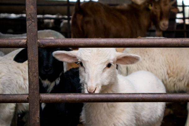 Muchos animales domésticos - ovejas blancas y cabras pardas - en un corral detrás de una cerca mirando una cámara. Animales de granja en un pueblo. Ganadería, agricultura. Animales de la agricultura, mascotas. Bozales divertidos.  - Foto, imagen