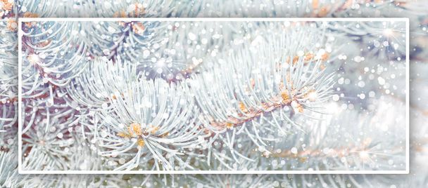 christmas and new year banner background.with silver spruce (Picea pungens)and decorative snow.Close-up in natural sunlight. christmas concept for design. - Photo, Image