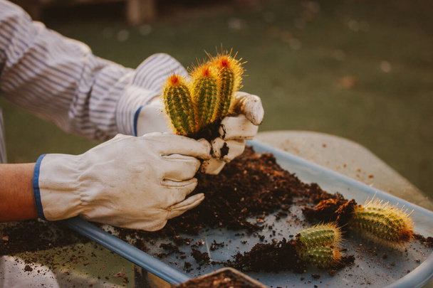 Tuinman in wit gloeit aan het werk in tuinkas herbeplanting Pilosocereus pachycladus cacti. Bruine groene cactussen. Teelt, tuinbouw, sierteeltconcept. Kleine ecologische bloemenhandel. - Foto, afbeelding