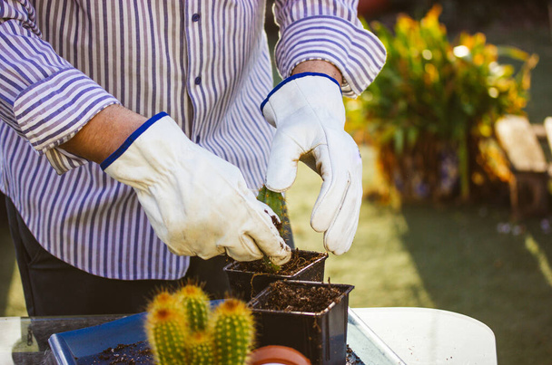 Tuinman, boer in witte doorn bestendige handschoenen werken in de tuin kas herbeplanting Pilosocereus pachycladus cactussen. Kleine groene cactusteelt, tuinbouw, sierteelt. Kleine bloemenzaak - Foto, afbeelding