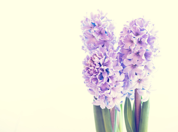 Kaunis violetti hyasintti
 - Valokuva, kuva